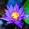 Blue Lotus