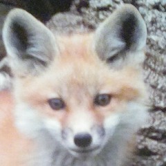 😻💜KITTYGIRL💜😻