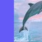 Dolphin Items