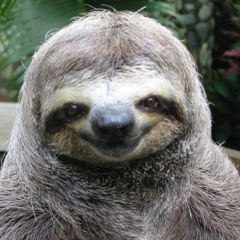 sloth