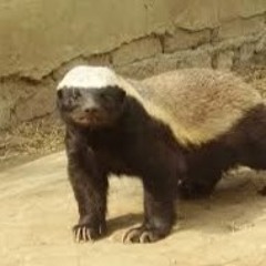 lbenjamon