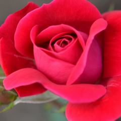 Kimberli Rose