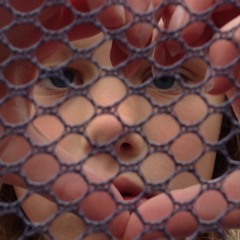 Zoo Zookie
