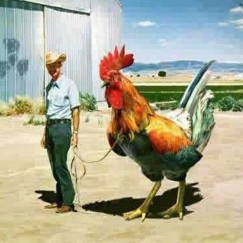 Rooster’s avatar