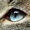 anthisacat