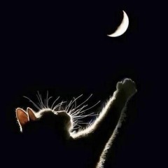 Night Owl