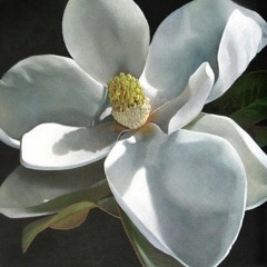 Magnolia June