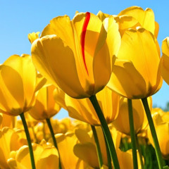 ‫امال عبدالله‬‎