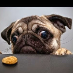 Much Pugs