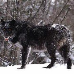 black wolf