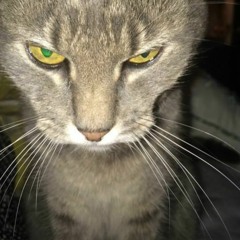 _katt_