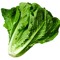 lettuce and friends