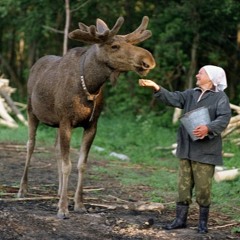 Feeding the Moose