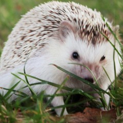 Buzzcast/Buzby Banter