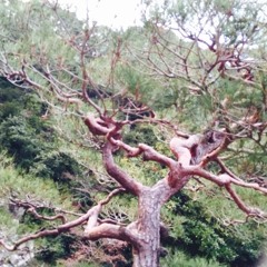 satorunho