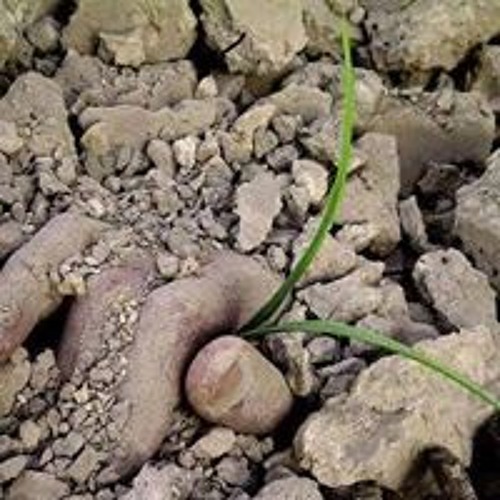 سورة الأنبياء للشيخ عبد الرحمن العوسى جودة عالية جدا