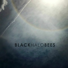 Black Halo Bees