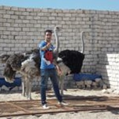 Mohamed Gemy