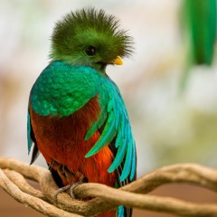 Quetzalab