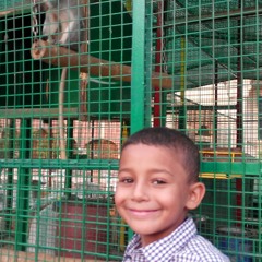 ziad shawky