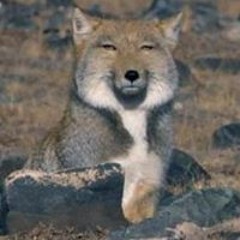 Ludicrous Grin