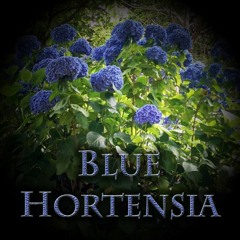 Blue Hortensia