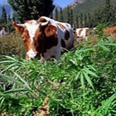 MeuhMeuh Ima Cow