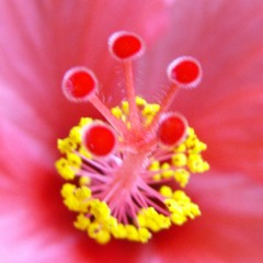 Cactus Flowers