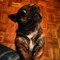 dogles