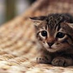 Руслан Назипов