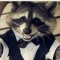 Daft Raccoon