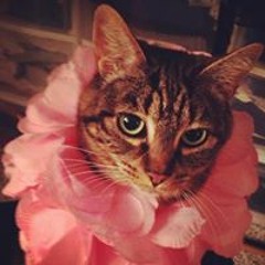 Crazycatqueen