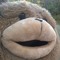 heisenbear