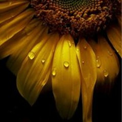 Golondrinica Africana