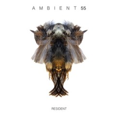 Ambient 55