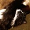 Tabitha