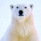 Polar