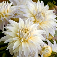 Dalia