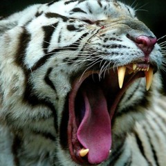 Tommy Constantinidis