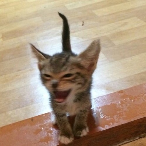 희귀종 jagiki remix1