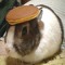 turtlehat