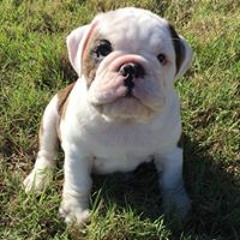 PitDog
