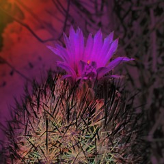 Sunlight Yellow Overdrive