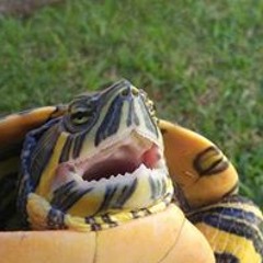 Pedro Manuel Gonzalez Centeno