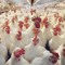 Justice Poultry