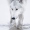 Camrn Wolf