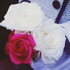 نور الهدى
