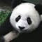 Mr.Panda
