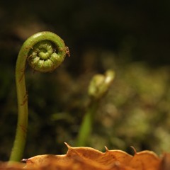 olura