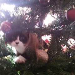 Kristopher Gene Lockyer